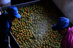 Monk fruit is checked and cleaned.